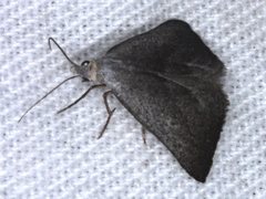 Adeixis inostentata