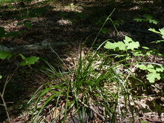 Scleria oligantha