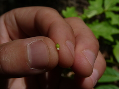Scleria oligantha