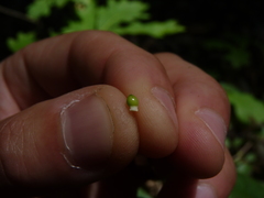 Scleria oligantha