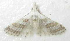 Alucitidae