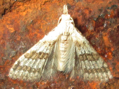 Alucitidae