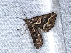 Melitulias graphicata