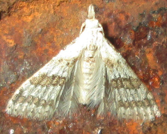 Alucitidae