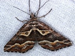 Melitulias graphicata