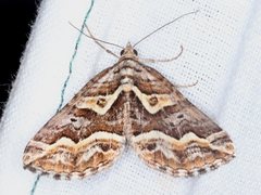 Melitulias graphicata