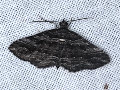Chrysolarentia severata