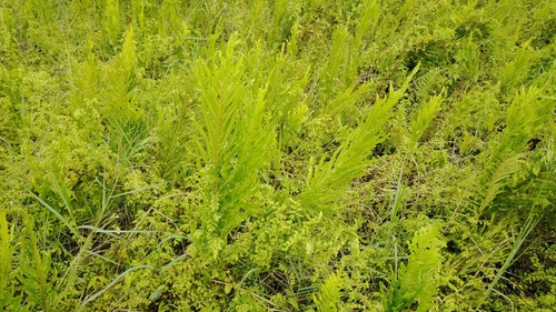Phymatosorus longissimus iNat (3)