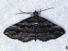 Chrysolarentia severata