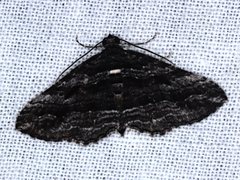 Chrysolarentia severata