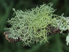 Usnea cornuta