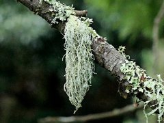 Usnea cornuta