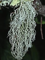 Usnea cornuta