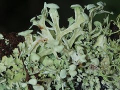 Ramalina glaucescens