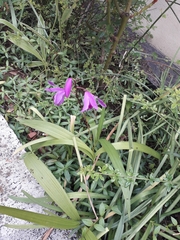 Bletilla striata