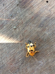 Podontia quatuordecimpunctata