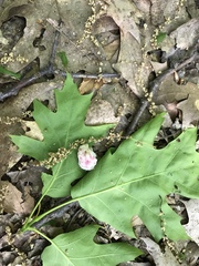 Callirhytis quercusoperator