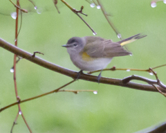 Setophaga ruticilla image