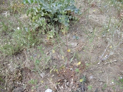 Malvalthaea transcaucasica