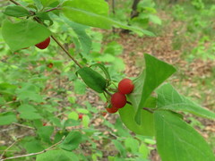 Lonicera praeflorens