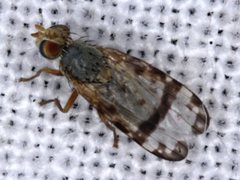 Sphenella ruficeps