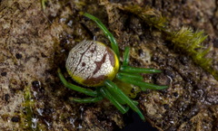 Bijoaraneus praesignis