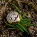 Araneus praesignis - Photo (c) robertwhyte, algunos derechos reservados (CC BY-NC), uploaded by robertwhyte