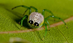 Bijoaraneus praesignis
