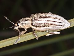 Pelororhinus argentosus