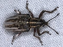 Pelororhinus argentosus