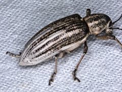 Pelororhinus argentosus