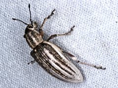 Pelororhinus argentosus