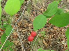 Lonicera praeflorens