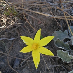 Pauridia curculigoides