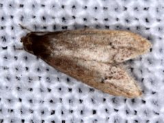 Pholeutis neolecta