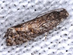 Isochorista encotodes