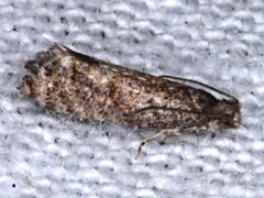 Isochorista encotodes