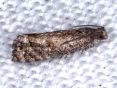 Isochorista encotodes