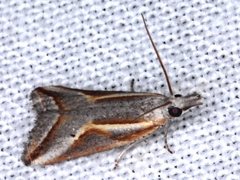 Arotrophora arcuatalis