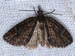 Microdes diplodonta