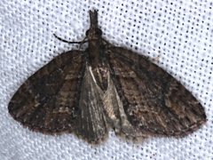 Microdes diplodonta