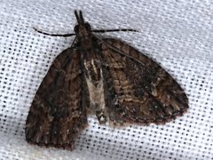 Microdes diplodonta
