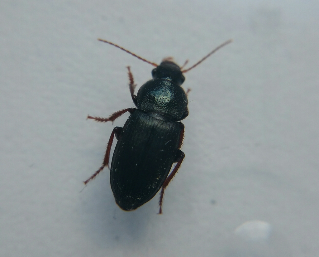 Ophonus cribricollis