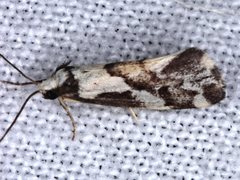 Philenora chionastis