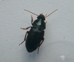 Ophonus cribricollis