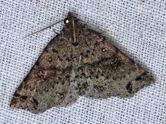 Lithilaria proestans