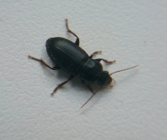 Ophonus cribricollis