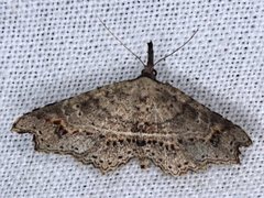 Philogethes metableta