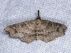 Philogethes metableta