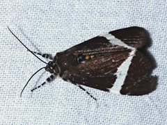 Coenotoca subaspersa